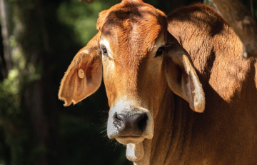Cow-inShades-Upload.jpg